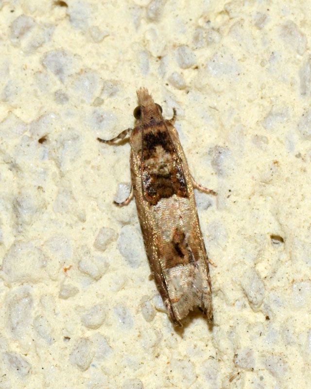 Tortricidae da determinare - Cfr. Epiblema scutulana